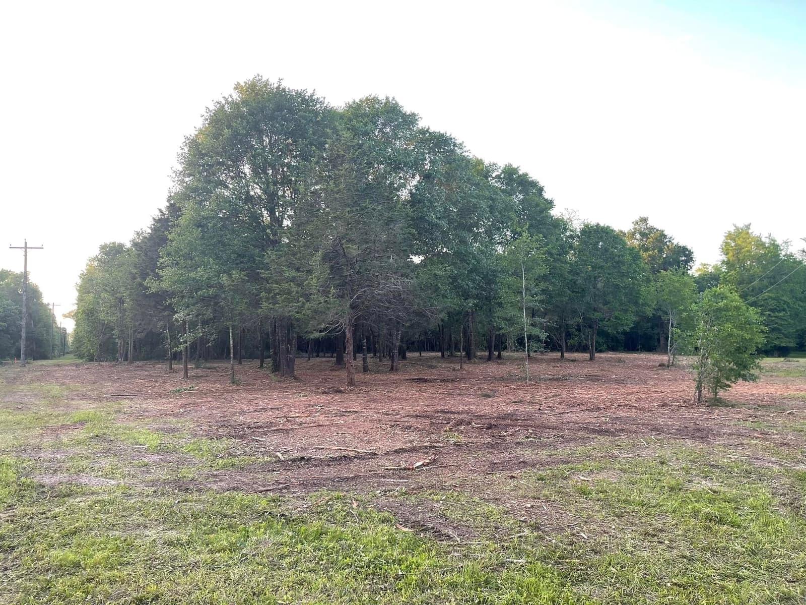 Reclaimed pasture edge after clearing, mulched ground running back to a clean tree line