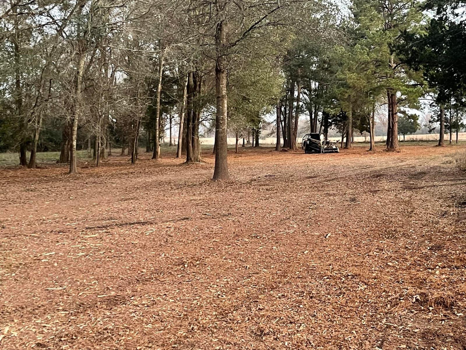Cleared woodland carpeted in mulch after brush removal, skid steer with mulching head parked among the kept trees