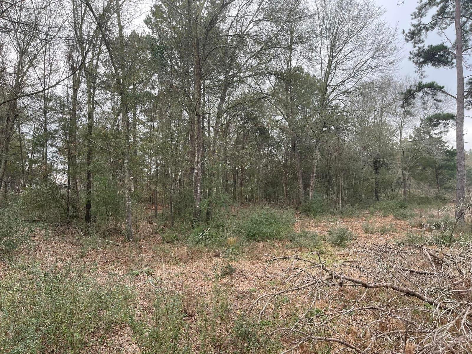 Dense dormant-season thicket of saplings and brush before mulching