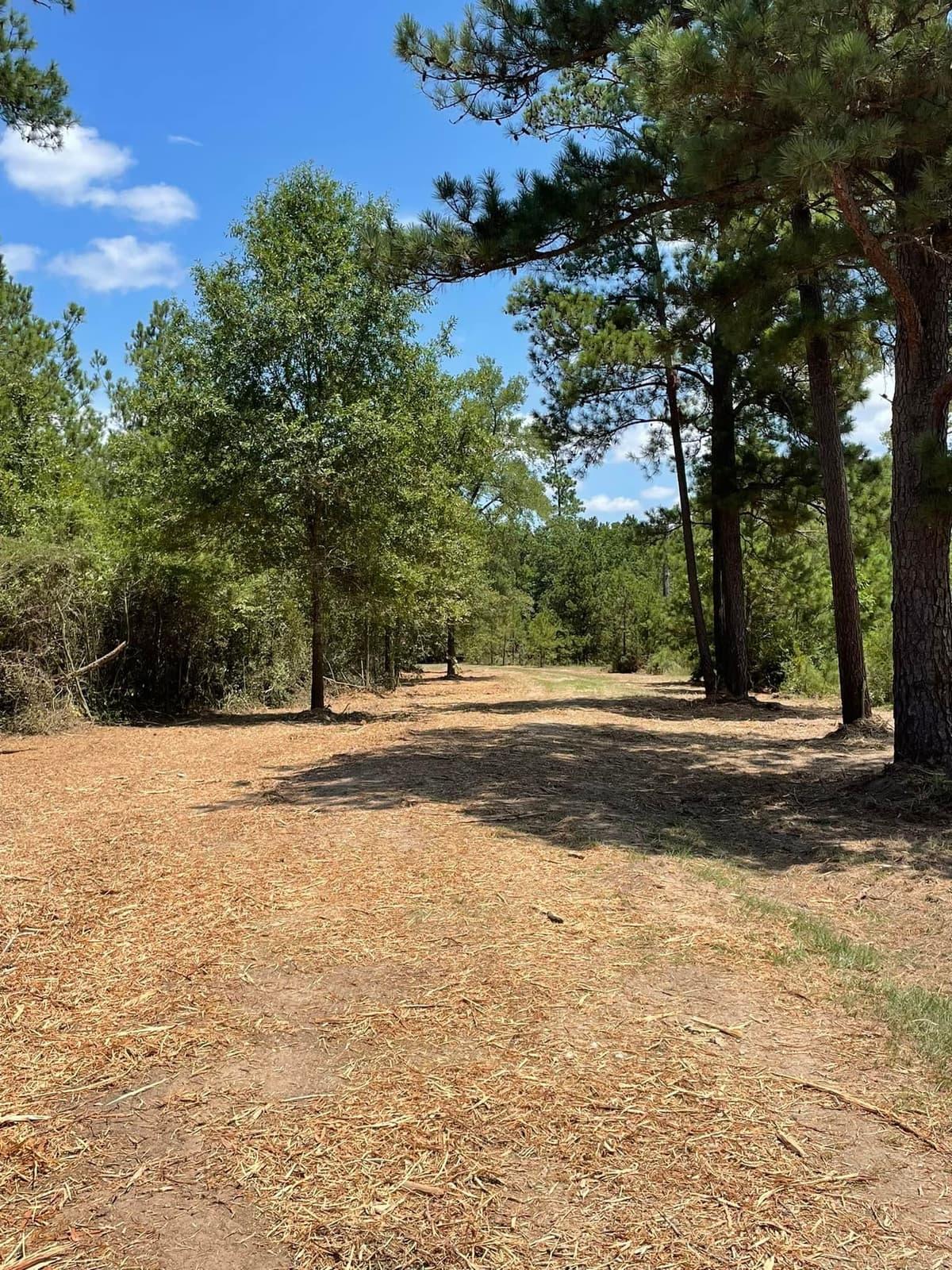 Finished trail through tall pines with a clean mulched surface after clearing