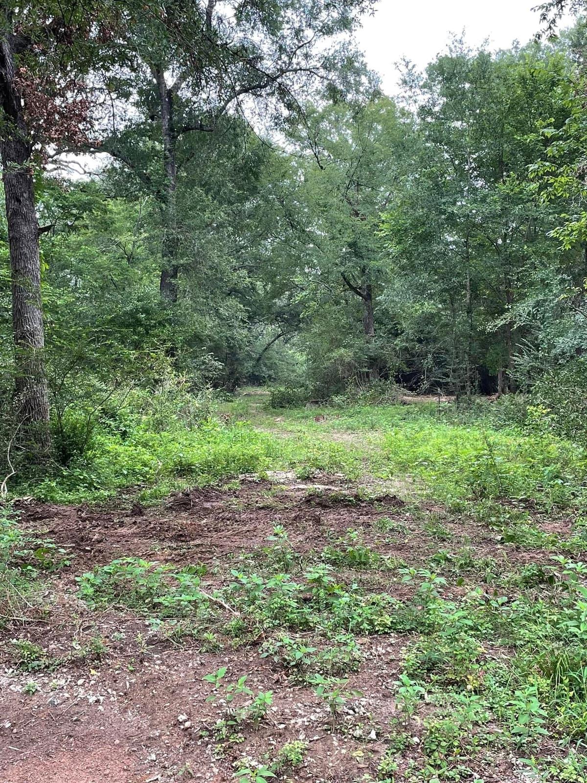 Overgrown woodland trail closing in with brush before clearing